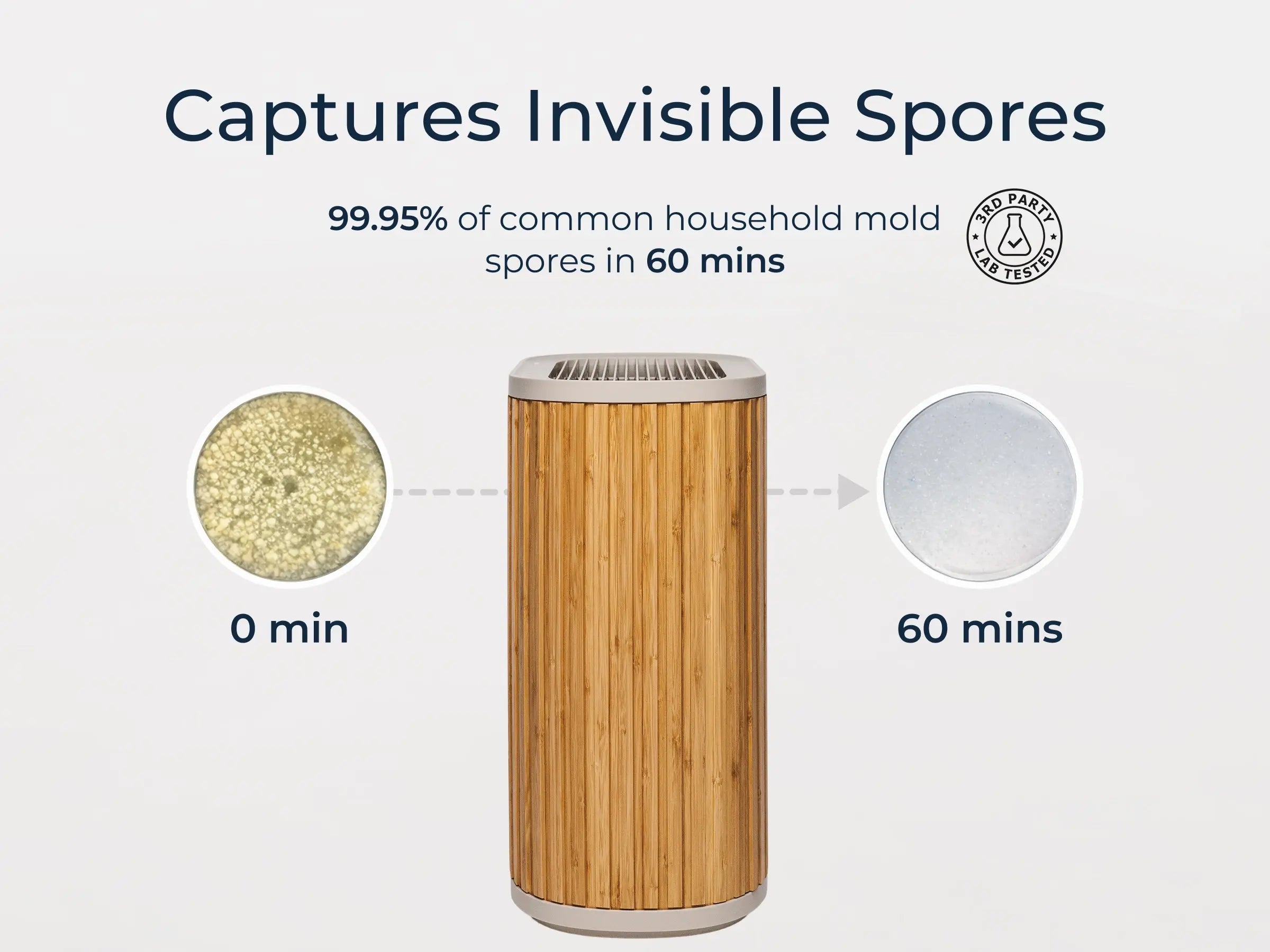 1200_by_900px_Captures_Spores_1.jpg