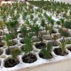 Tree Planting: California Wildfire Restoration