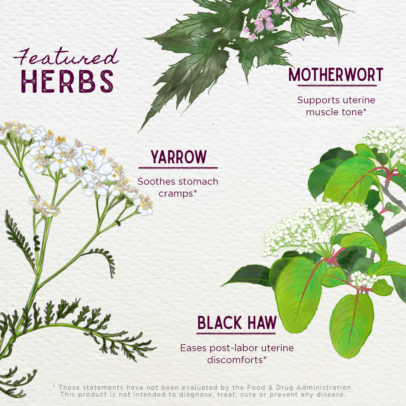 AFTPTg2__AfterEase__ft-herbs_00.png