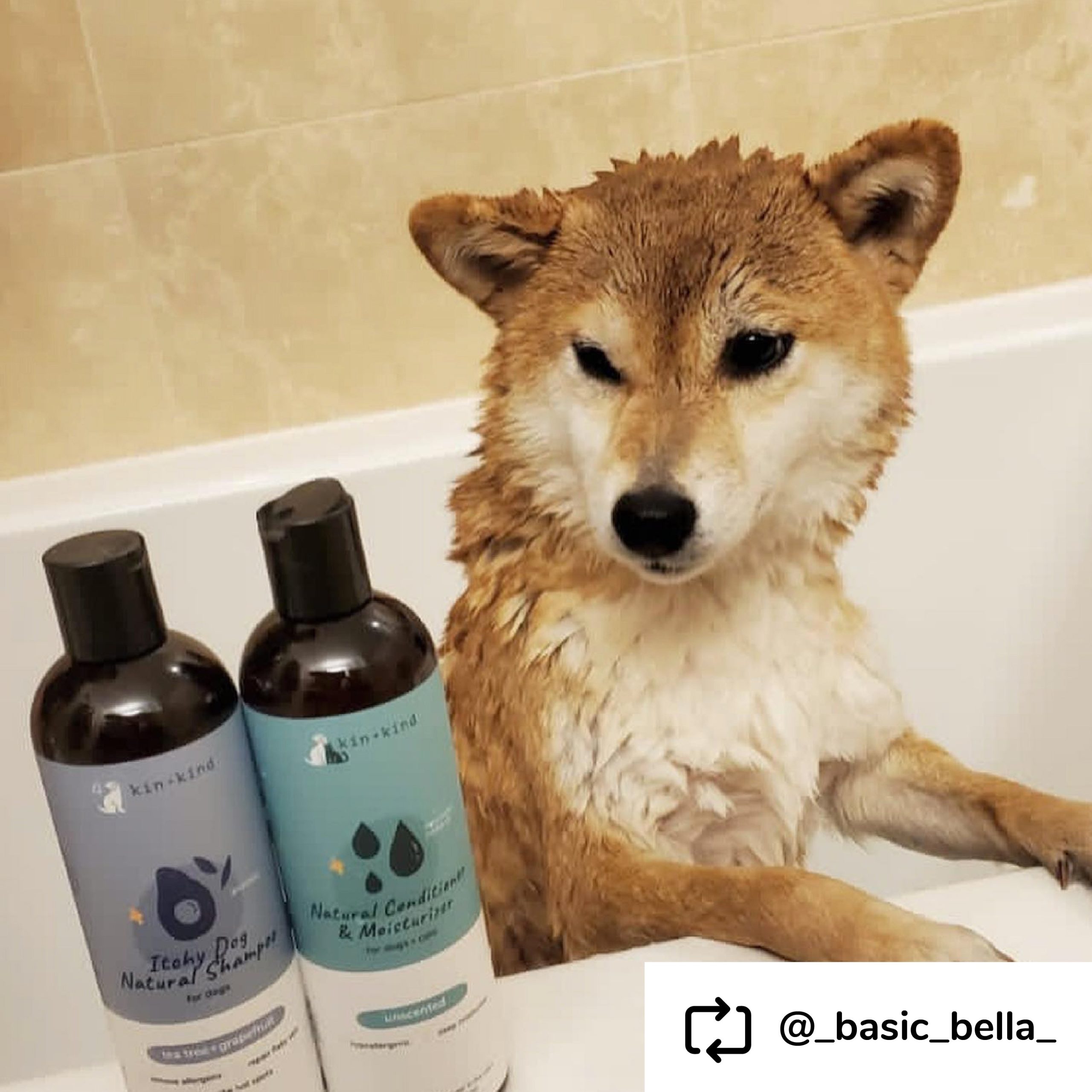 Copyof6.UGCImageShampoo_ConditionerItchyDogTeaTree_Grapefruit.jpg