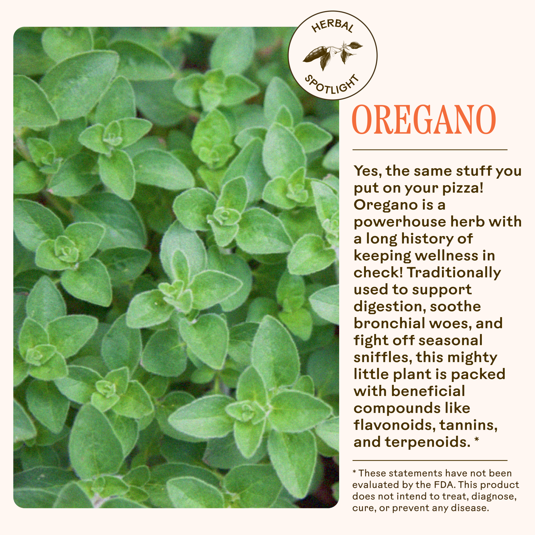CopyofOreganoDailyWellness-05.png