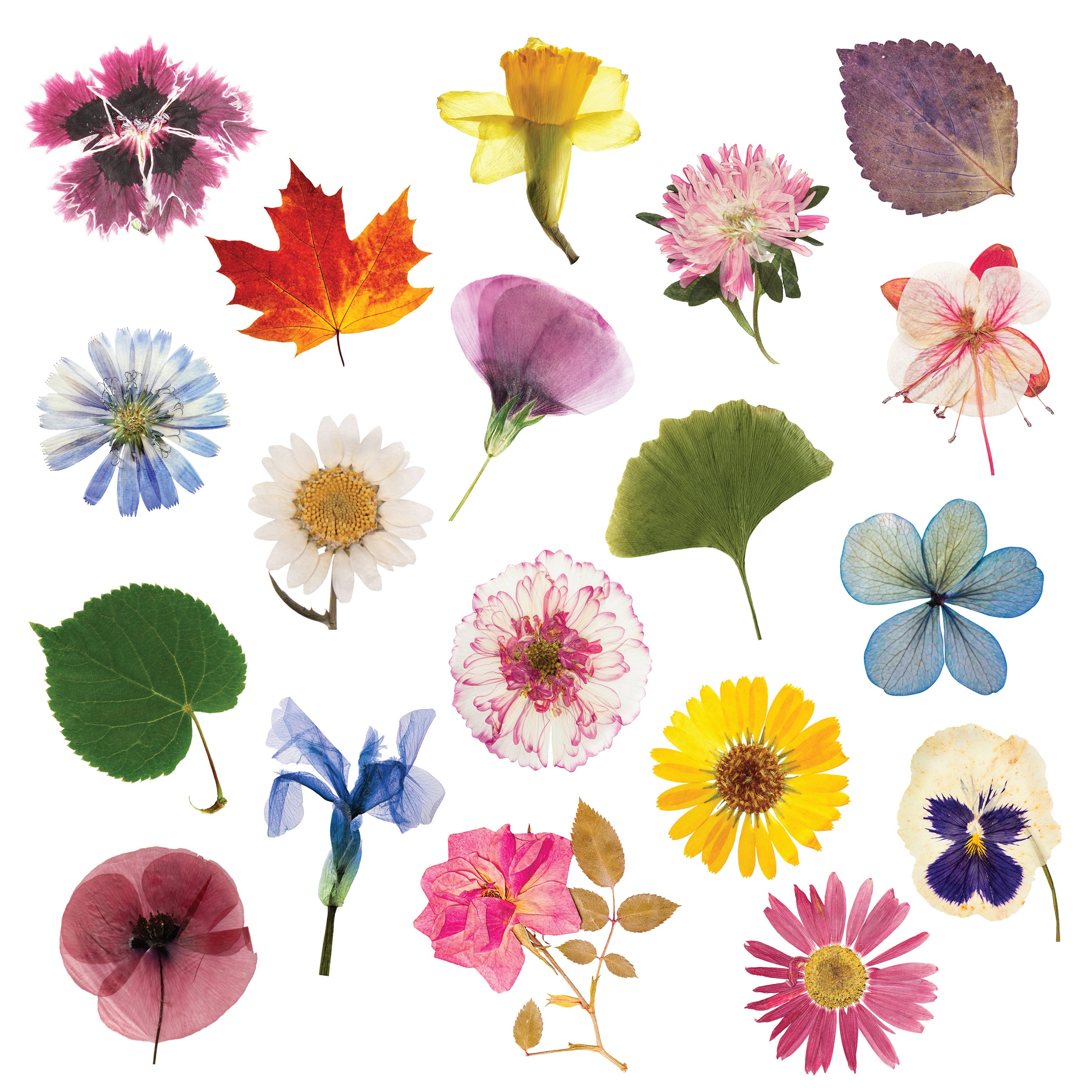 EUFlowerPress-Ls2-sq.jpg