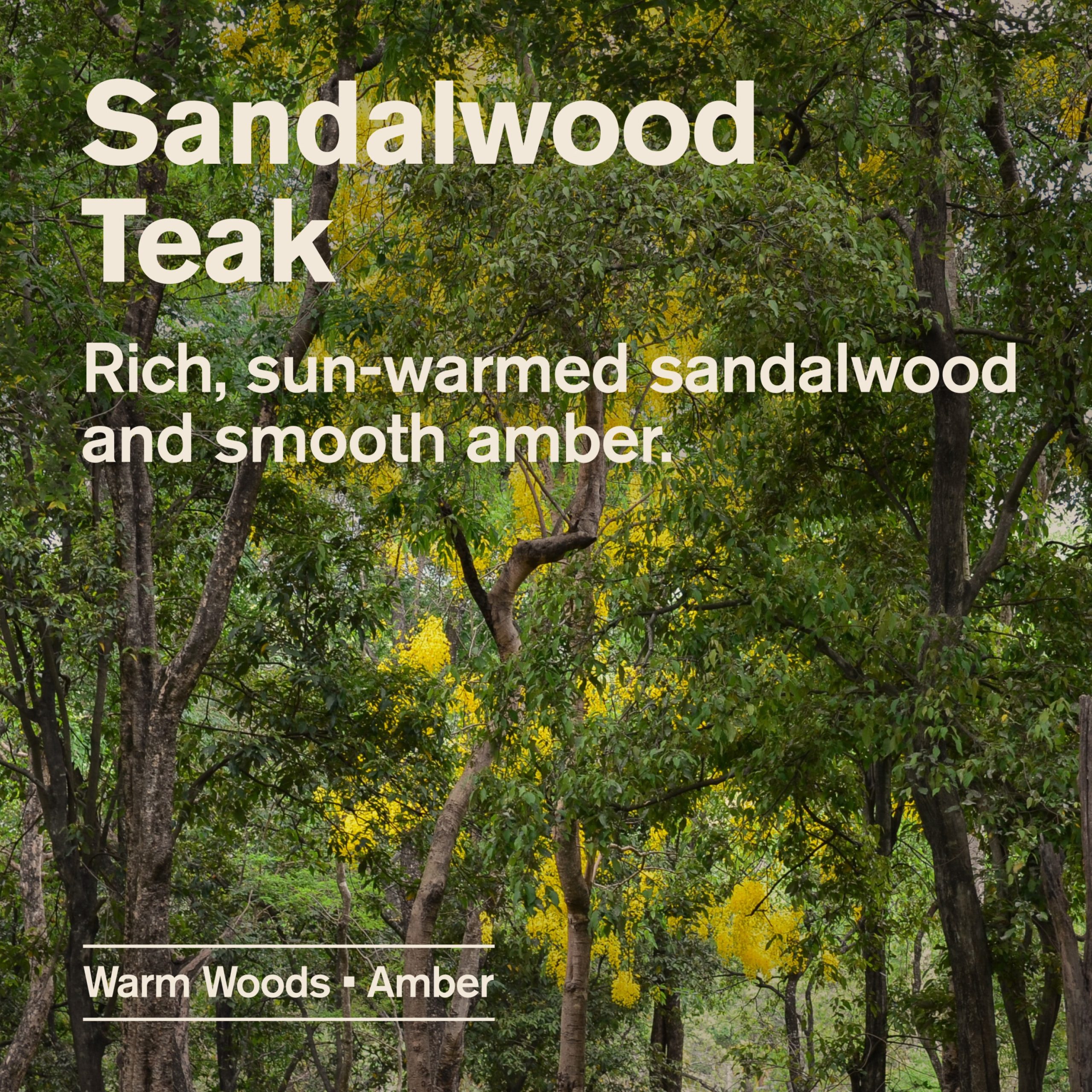 Every_Man_Jack_Body_Wash_Sandalwood_Teak_Alt_Image_2-3.jpg