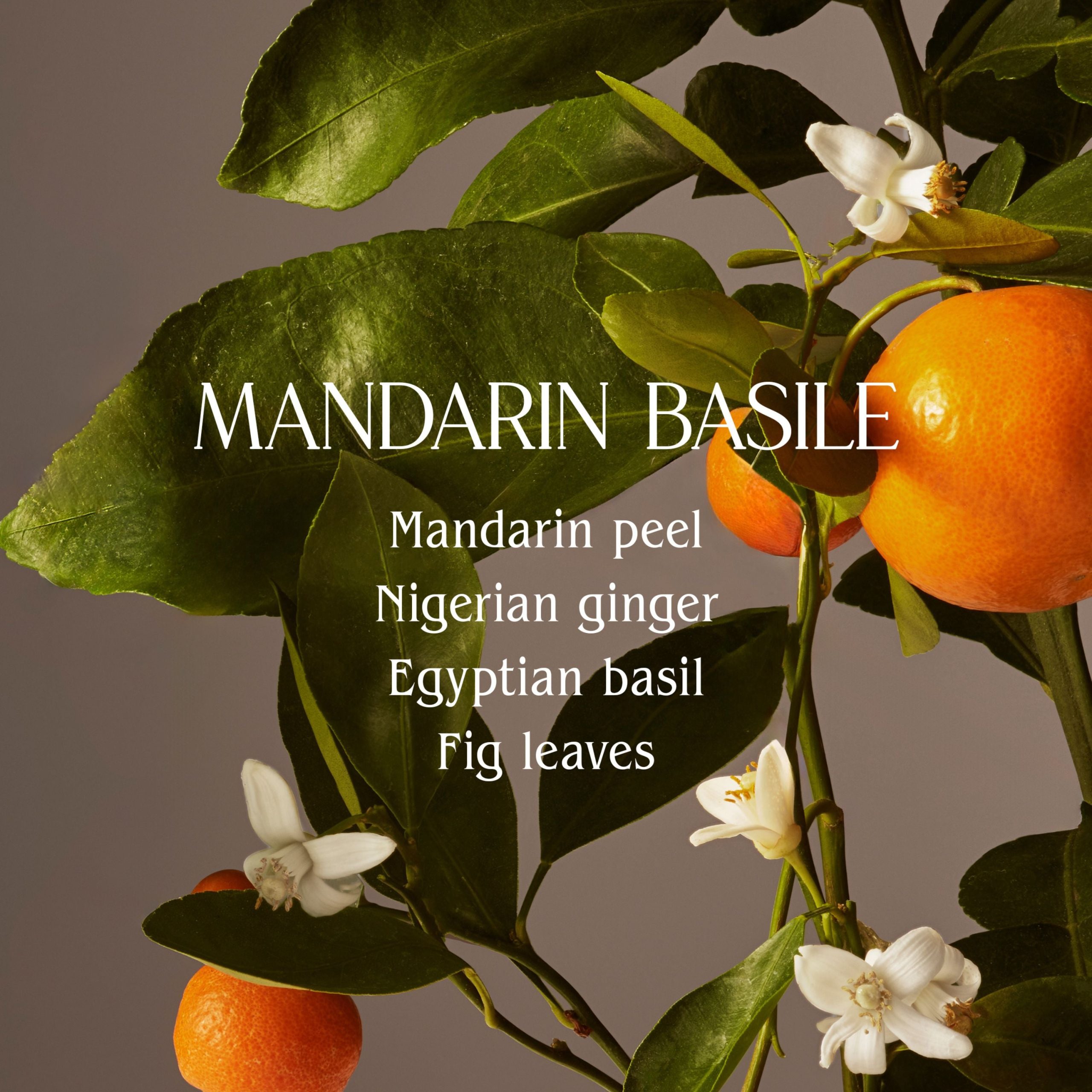 HOMECOURT_DISH_SOAP_MANDARIN_BASILE_2.jpg