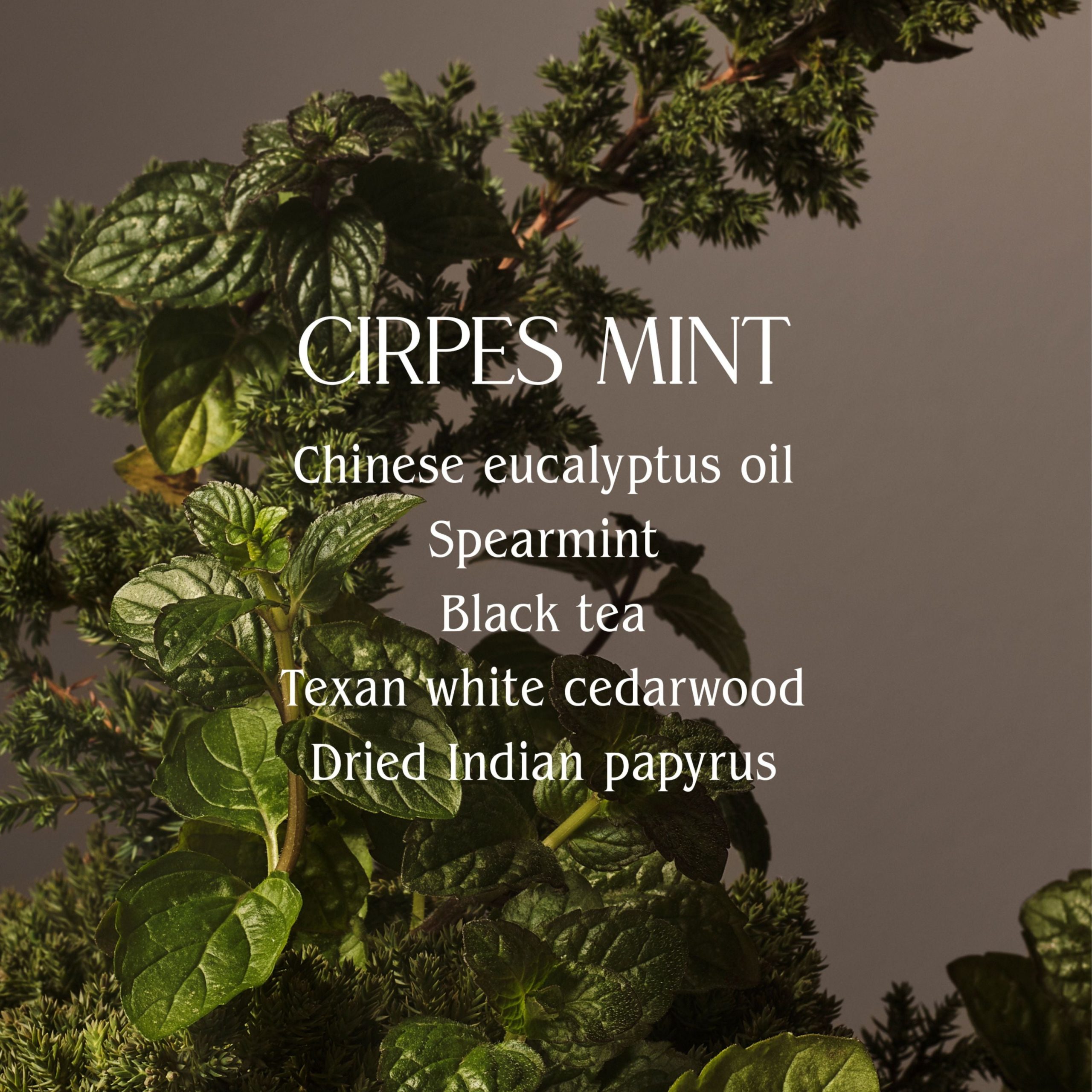 HOMECOURT_HAND_WASH_CIPRES_MINT_2.jpg