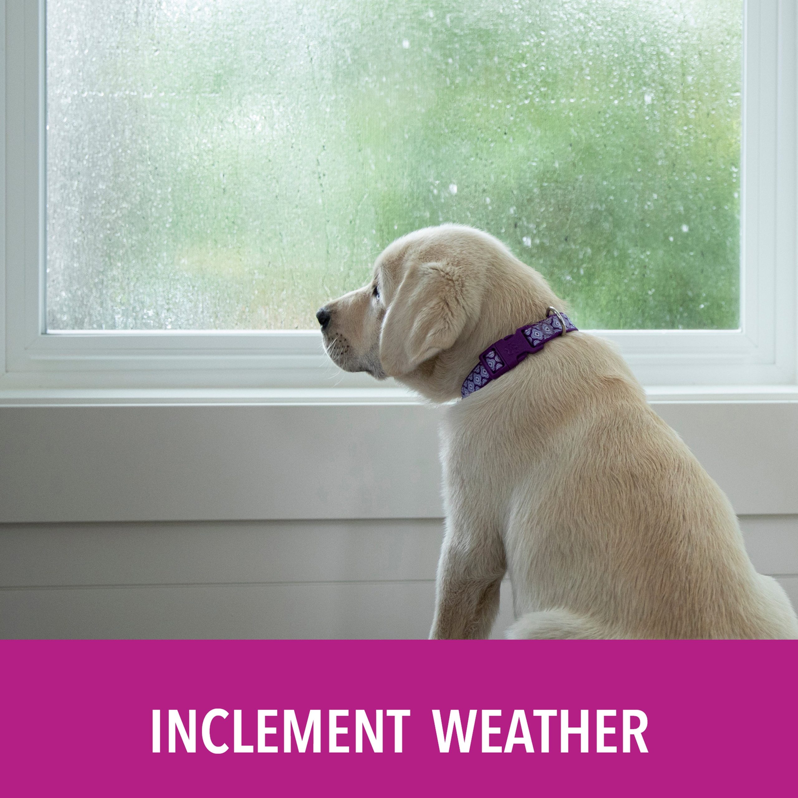 PuppyGoPotty_InclementWeather7.jpg