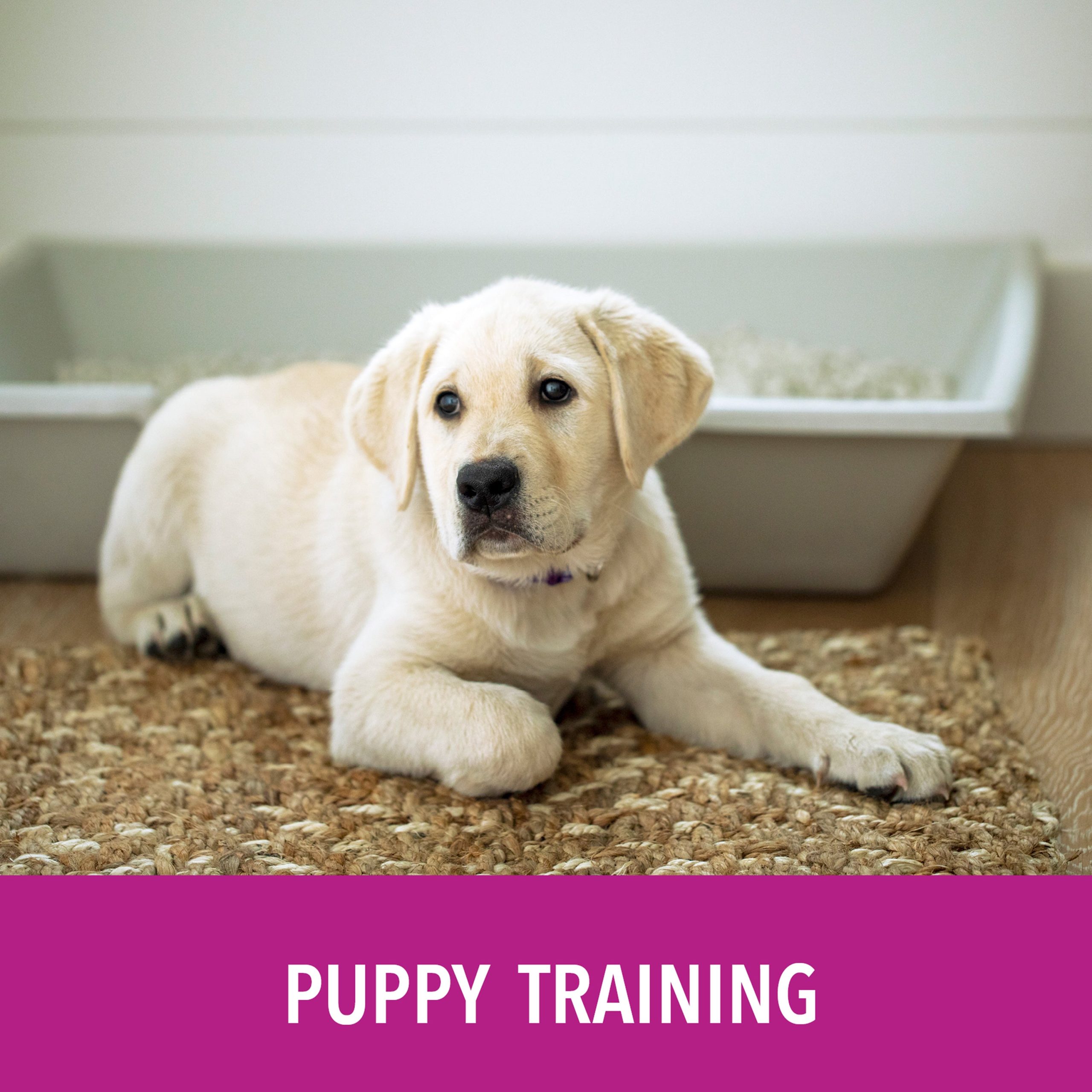 PuppyGoPotty_puppyTraining4.jpg