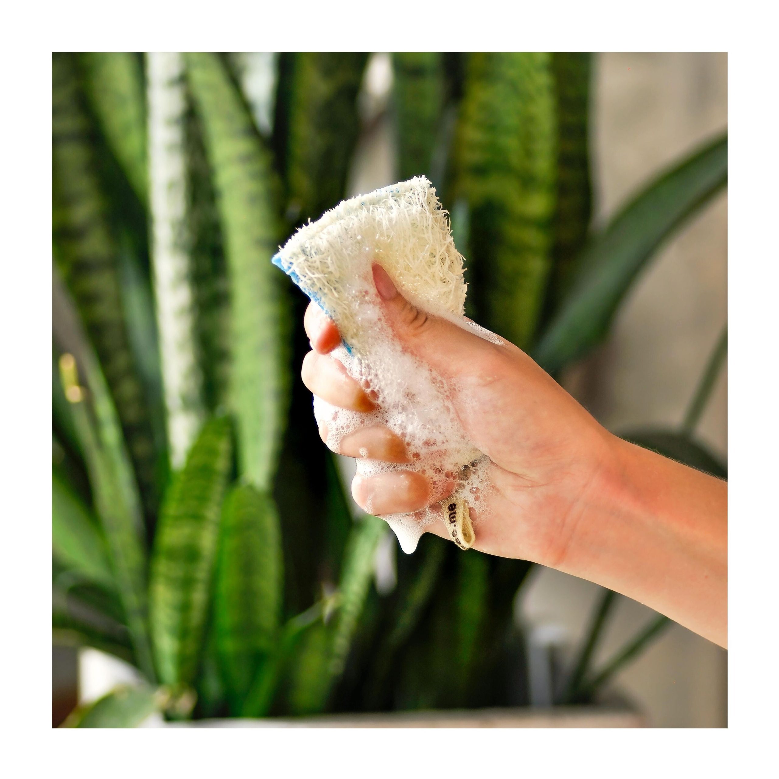 SuperBee_KitchenLoofahDishSponge_2pack_lifestyle_6.jpg