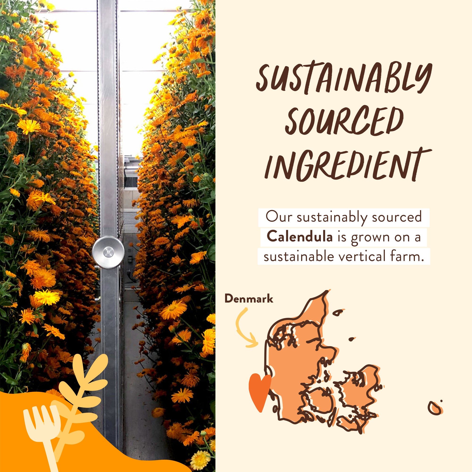 Sustainable-Ingredient-Calendula-GROVE_794ee5d8-a961-4b9e-b08b-12a17e99bce8.jpg