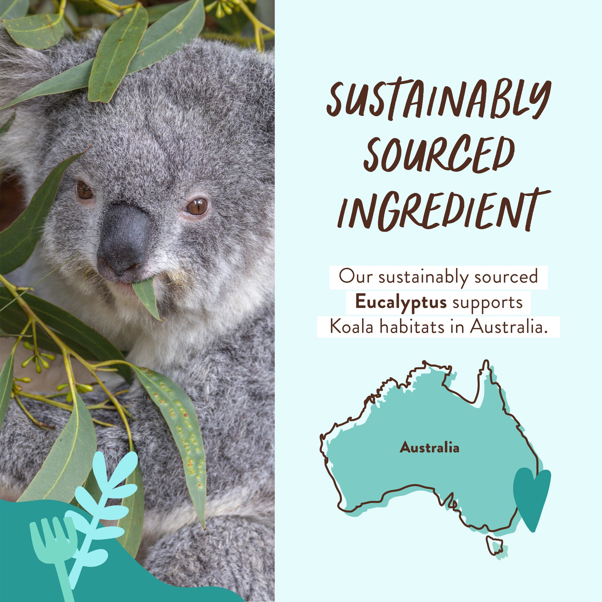 Sustainable-Ingredient-Eucalyptus-GROVE.jpg