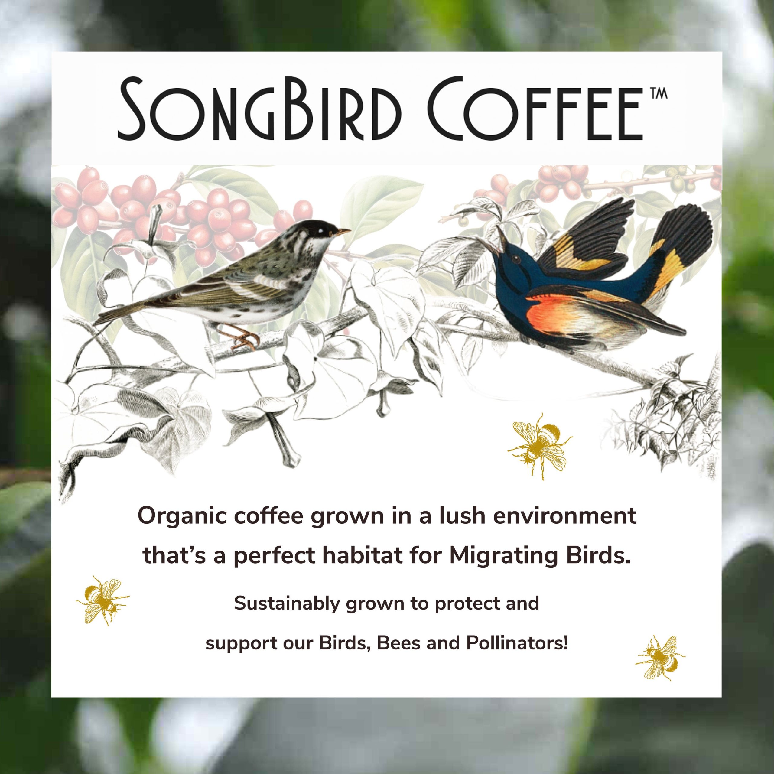 TCC_SongBird_Lifestyle-3.jpg