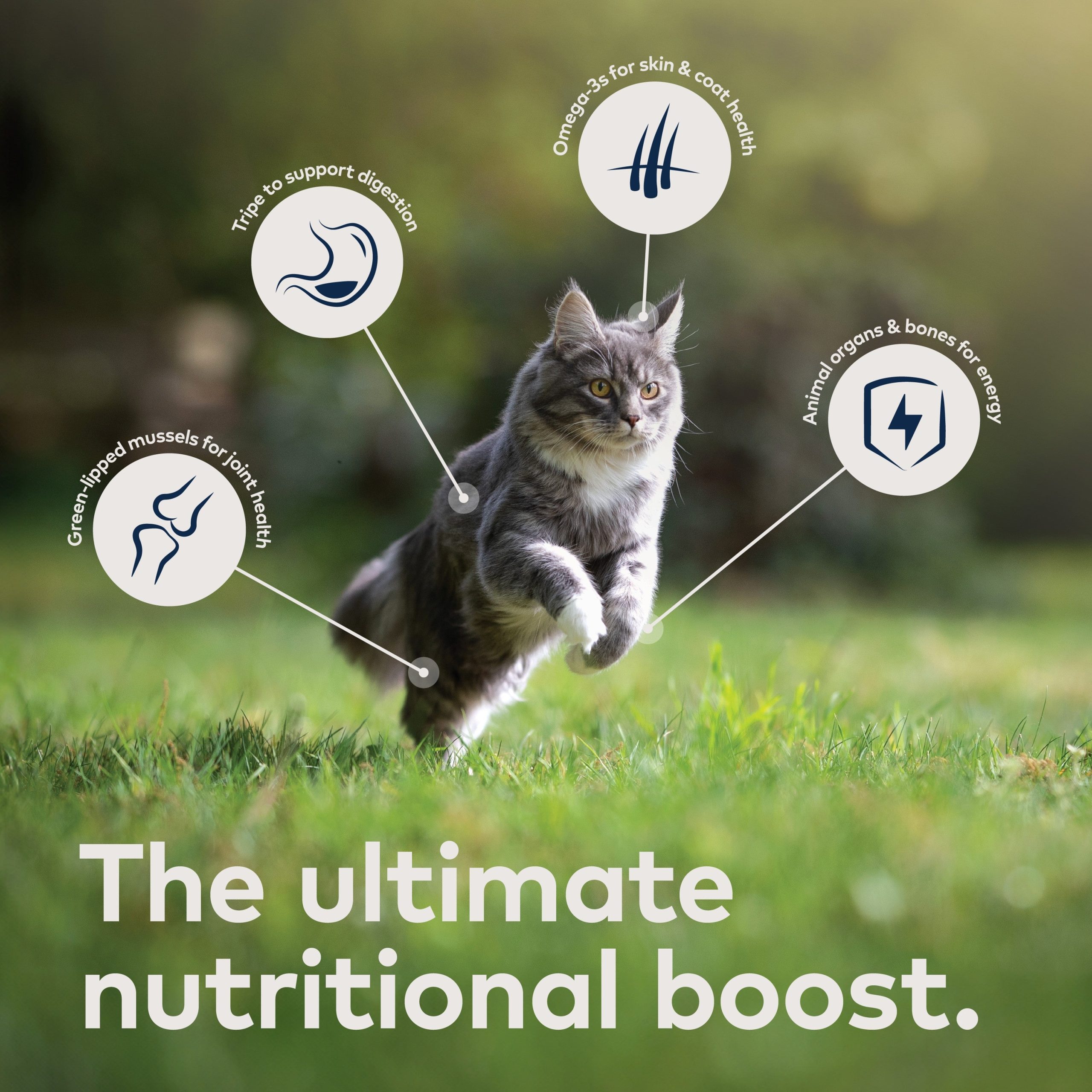 ZIWI_ZIWIPeakCannedWetCatFood_Chicken_6.5oz_PT03.jpg